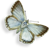 Caralan Butterfly